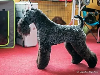 karos