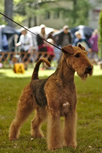 Nala Łódź