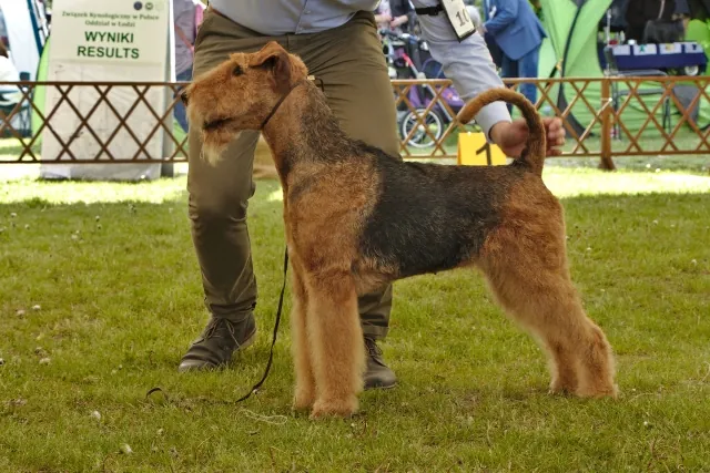 Nala Łódź