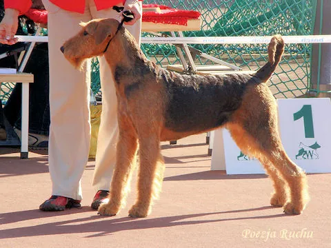 airedale PORTISHEAD Poezja Ruchu