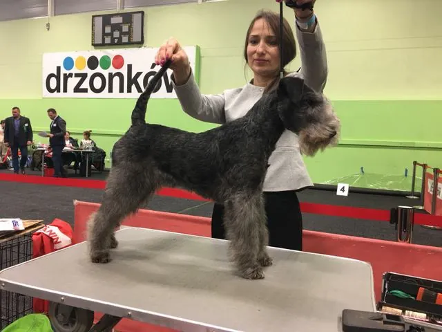tussi drzonków