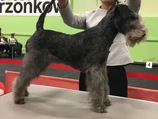 tussi lakeland terrier