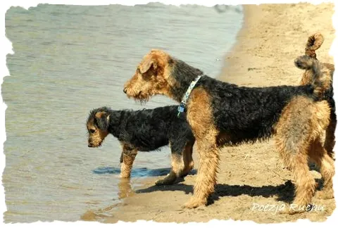 airedale RENOIR Poezja Ruchu