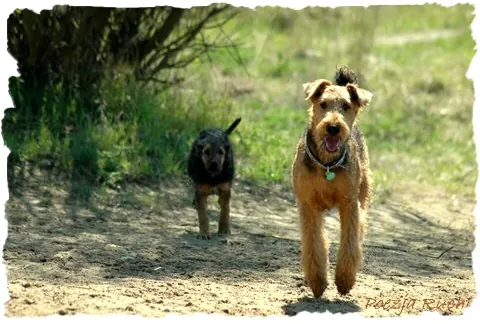 airedale RENOIR Poezja Ruchu