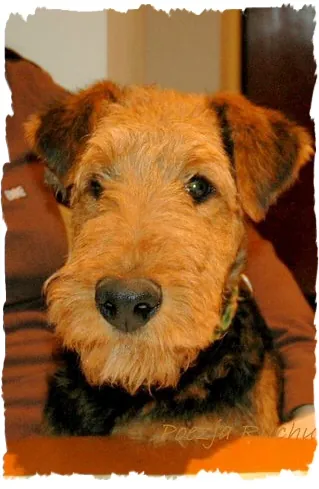airedale RENOIR Poezja Ruchu