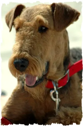 airedale RENOIR Poezja Ruchu