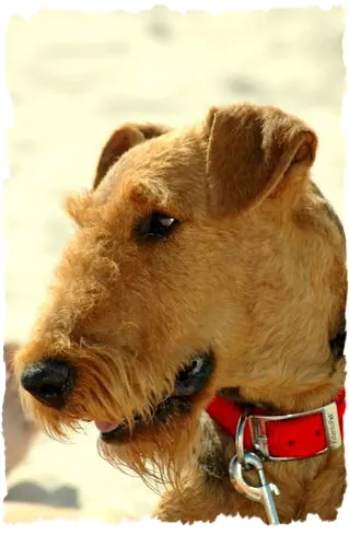 airedale RENOIR Poezja Ruchu
