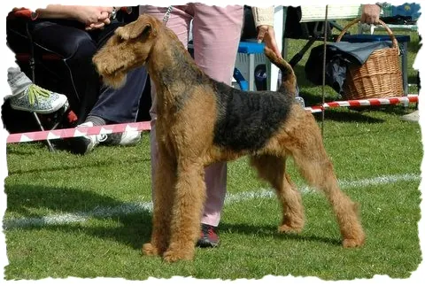 airedale RENOIR Poezja Ruchu