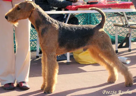 airedale RENOIR Poezja Ruchu