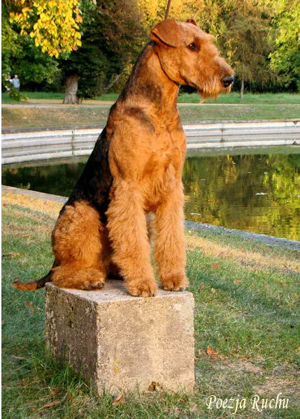 airedale RENOIR Poezja Ruchu