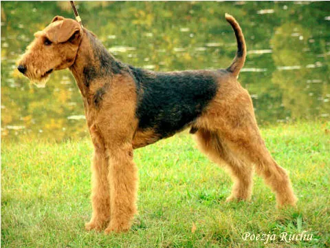 airedale RENOIR Poezja Ruchu