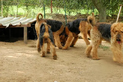 Lato