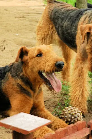 Lato