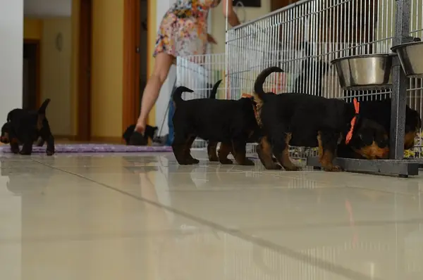 Miot'T2'