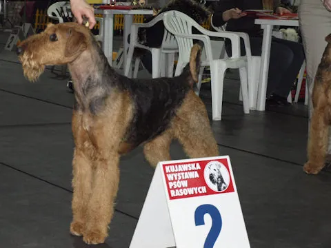 Porsche Włocławek - airedale terrier