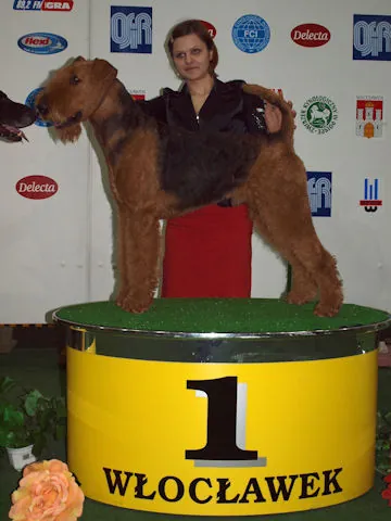 Renoir Włocławek - airedale terrier
