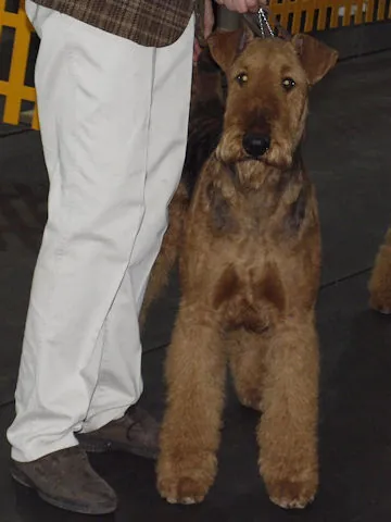 Renoir Włocławek - airedale terrier