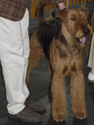 Renoir Włocławek - airedale terrier