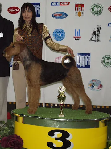 Porsche Włocławek - airedale terrier