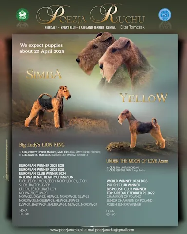 simba_yellow_h480